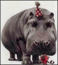 Image:Birthdays